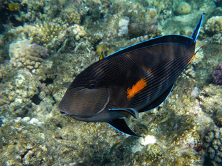 Arabischer Doktorfisch oder Sohaldoktorfisch / Sohal surgeonfish / Acanthurus sohal