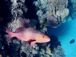 Kupferschnapper oder Doppelfleck-Schnapper / Two-spot red snapper or Twinspot Snapper / Lutjanus bohar.
