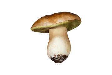 White mushroom lat. Boletus edulis isolated on white