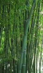bamboo trunks, bamboo, bamboo trees, green bamboos, green plants, bamboo forest