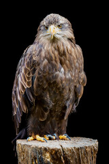 Bird of Prey portrait on black background - Digital Painting