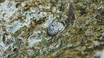 Sea snails with a dot pattern on the shell