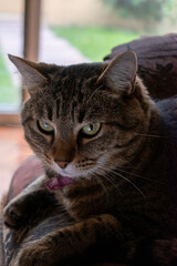 Tabby Cat Sittion on Sofa