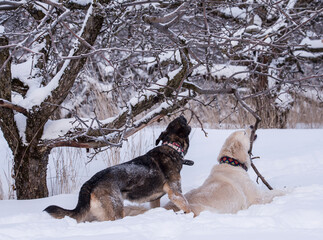 two large dogs gnaw the lower branches on trees in the winter garden. snow garden
