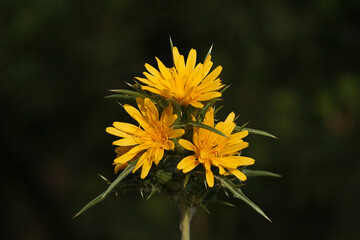 A close-up photo of an amazing flower branch