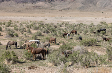 Wild Horses in Spring in the Utah Desert