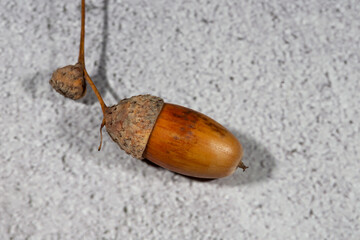 Beautiful brown acorn on white background. Oak nut on a gray background