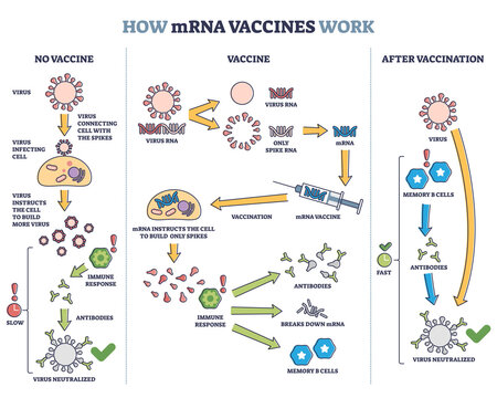 How mRNA vaccines work with compared principles and results outline diagram. Labeled educational scheme with medical and scientific explanation of immune response after vaccination vector illustration