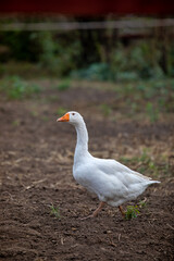 white goose on the grass