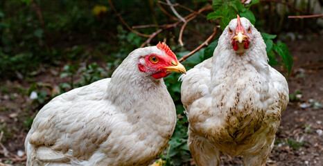 two broilers sitting side by side and looking to the side