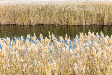 Thickets of reeds along the banks of the river channel. Focusing on the background. Natural...