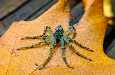 Wolf Spider Fresh Moult