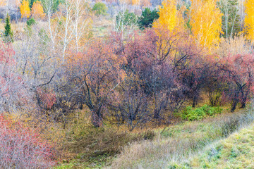 Beautiful bright yellow, red and green trees in the park in autumn. Colorful natural background.