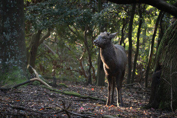 森の鹿