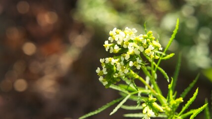 Peruvian Black Mint (tagetes minuta) flowers. The plant itself is native to South America and is used in many cuisines. It's relate to marigolds and can be used as a substitute for cilantro