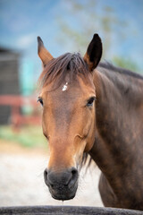 Obraz premium close up of a horse