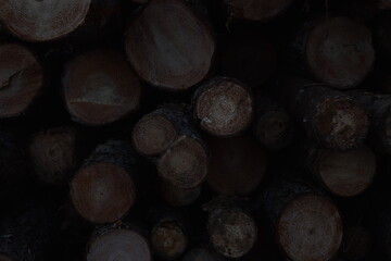 Timber Texture: A Pile of Cut Wood Logs
