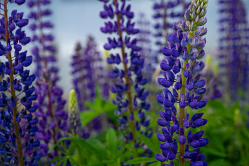 Blooming lupine flowers. A field of lupines. Sunlight shines on plants. Violet spring and summer flowers. Gentle warm soft colors, blurred background. The concept of gardening or meadow grasses