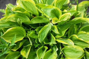 Green and yellow hosta grows on the lawn in the garden close-up. The concept of gardening. View from above
