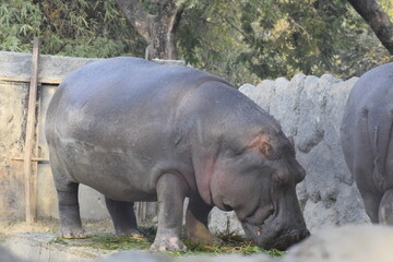 the black hippopotamus.