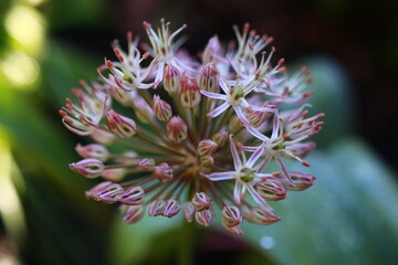 Czosnek karatawski Allium karataviense