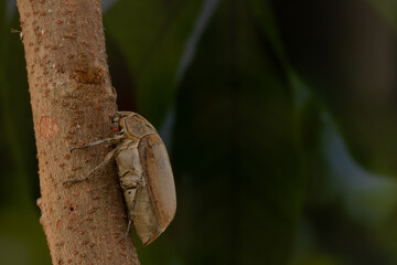 A sugarcane white grub or Lepidiota stigma climbing a tree trunk in the forest