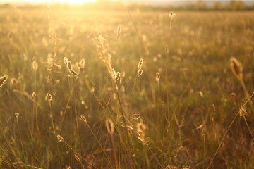 close-up photograph of dry yellow grass and flowers in autumn meadow hayfield in hay making harvest...