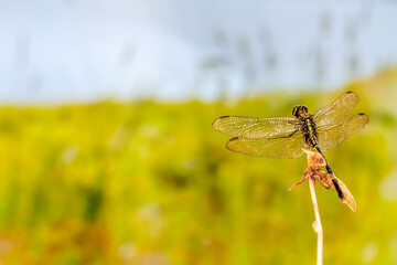 A dragonfly perched on a small branch, against the backdrop of a meadow in warm weather