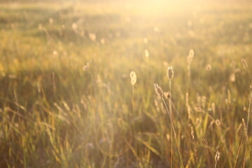 close-up photograph of dry yellow grass and flowers in autumn meadow hayfield in hay making harvest time 