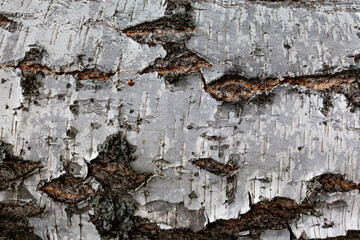 background or texture in the form of black and white bark of a birch tree