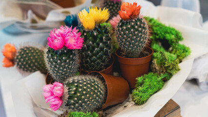 cactus flowers in pots