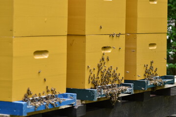 Active Apiary with Honeybee Hives, Hive boxes
