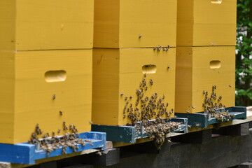 Active Apiary with Honeybee Hives, Hive boxes