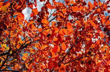 red-orange leaves on an autumn tree in sunny weather