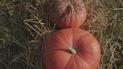 Pumpkin as a product of farming. Organic produce contains fewer pesticides and antibiotic exposure. 