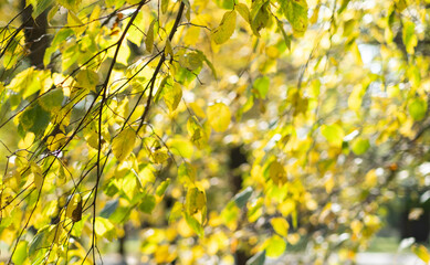 Yellow leaves on trees in autumn park. Warm fall day in city park. Copy space.