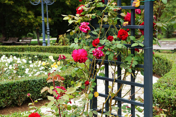 Red climbing roses on a black wooden pergola in a sunny summer park