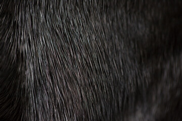 Black mink fur close up. Background from gray chinchilla animal fur, texture heap wool.