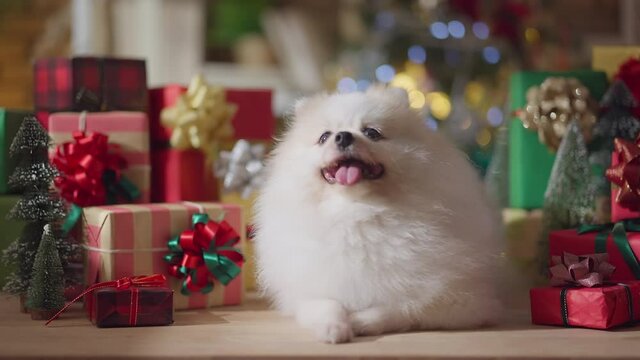 cute white color fur pomeranian dog  smile and joyful with christmas tree decorating and colorful present gift box festive concept