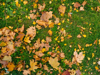 Fallen yellow leaves on green grass. Flat view.  Autumn background