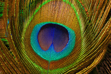 macro peacock feathers,Peacock feather,Beautiful exotic peacock feather on white background with...