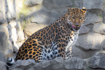 Amur leopard