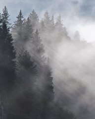 Fog through trees in the mountains