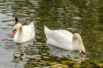 White swans swimming in soft water in the park.