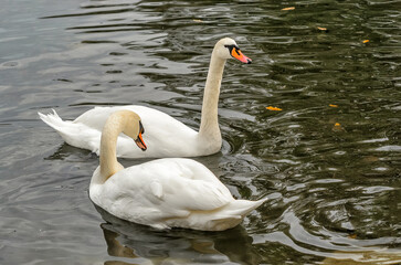 White swans swimming in soft water in the park.