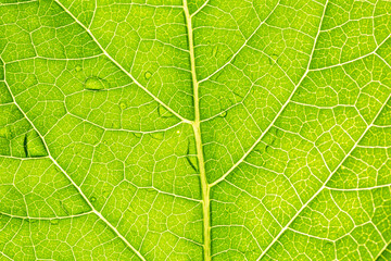 Naklejka na ściany i meble green macro leaf texture,close up detail of green leaf texture, background texture green leaf structure macro photography