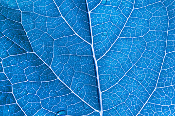 blue macro leaf texture,abstract blue leaf macro background,Leaf ribs and veins