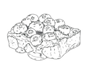 Hand drawn sketch of cheesecake with fresh blueberries. Outline vector illustration.