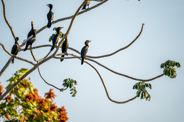 Neotropical Cormorant ( Nannopterum brasilianus)