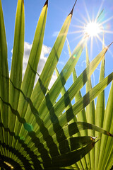 Die Sonne scheint durch gr&uuml;ne Palmenbl&auml;tter